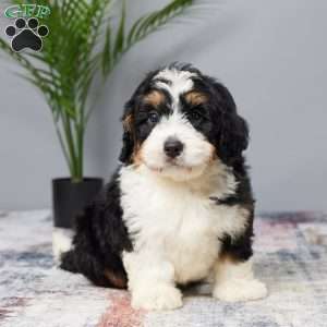 Biscuit, Mini Bernedoodle Puppy